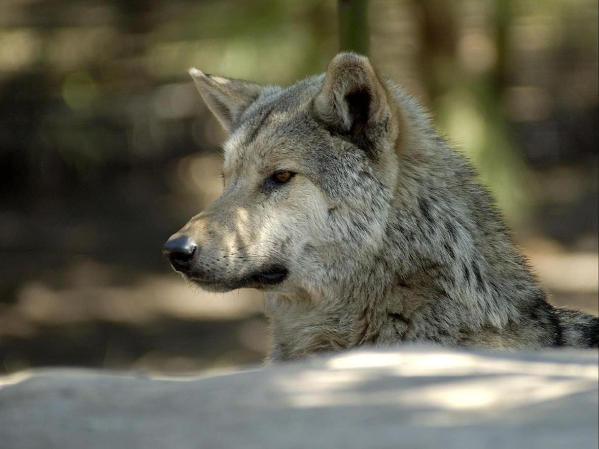 Tsitsikamma Wolf Sanctuary Eco Cabins & Teepees Stormsrivier Exterior photo