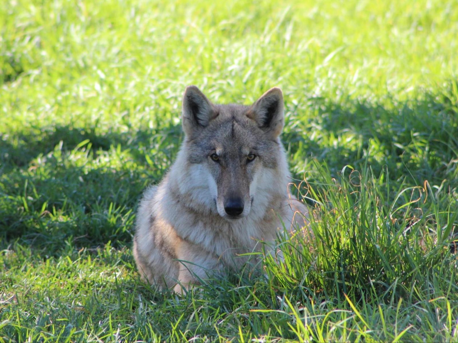 Tsitsikamma Wolf Sanctuary Eco Cabins & Teepees Stormsrivier Exterior photo