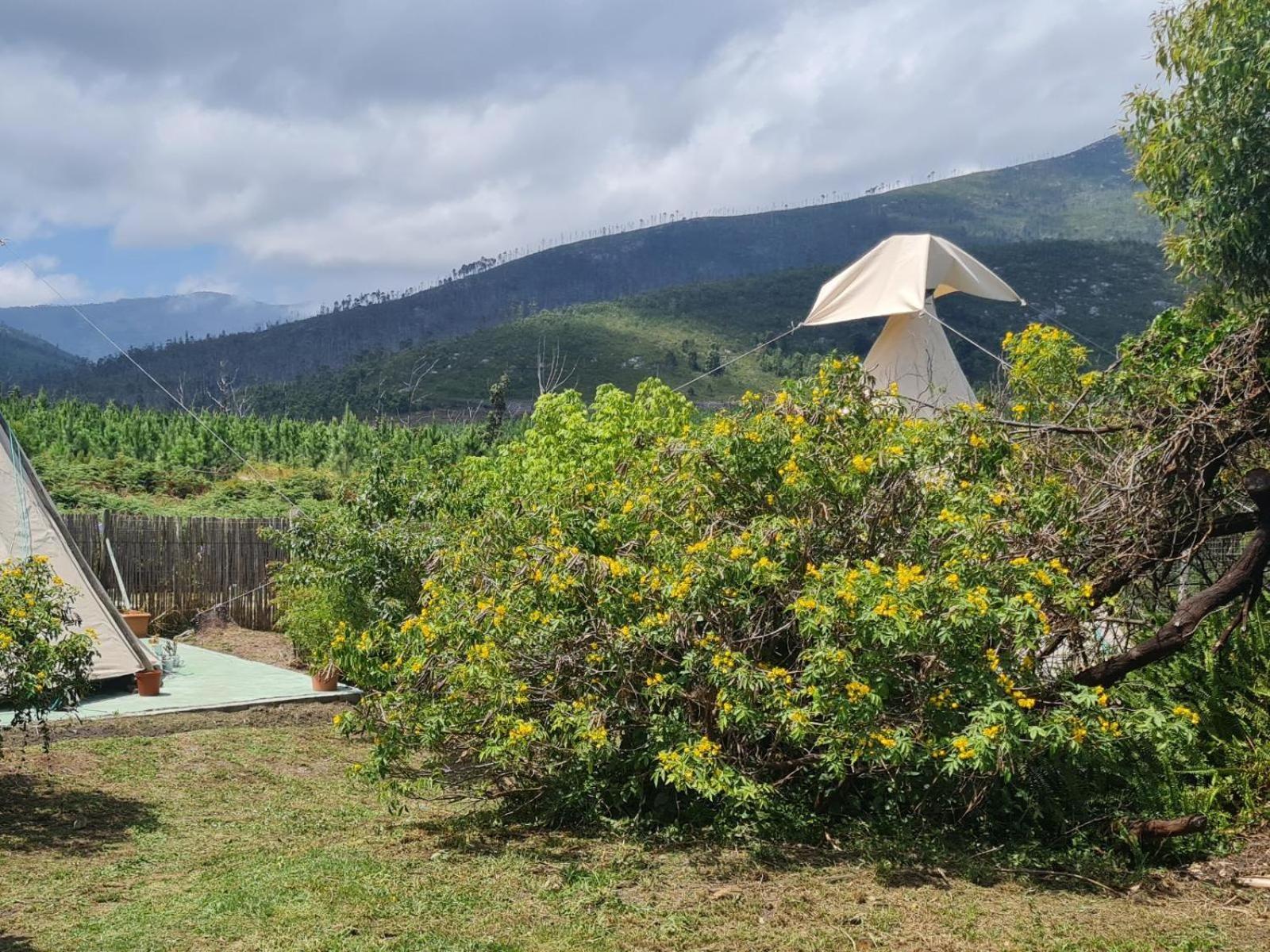 Tsitsikamma Wolf Sanctuary Eco Cabins & Teepees Stormsrivier Room photo